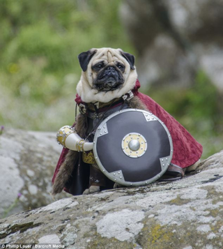Illustration for article titled California couple dresses their pugs as Lord Of The Rings characters, because why not?